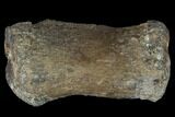 Fossil Theropod Caudal Vertebra - Aguja Formation, Texas #116830-2
